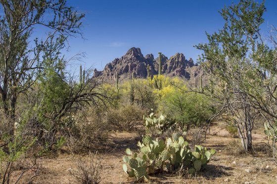 Ironwood Forest National Monument