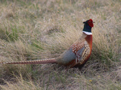 Benton Lake National Wildlife Refuge