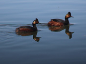 Benton Lake National Wildlife Refuge 