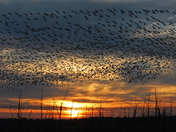 Pocosin Lakes National Wildlife Refuge