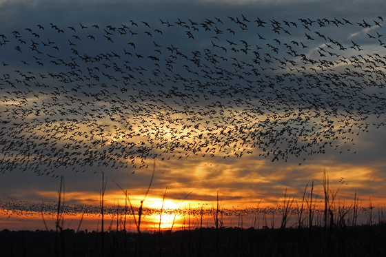 Pocosin Lakes National Wildlife Refuge
