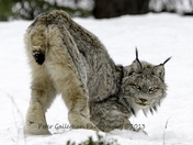 Lynx