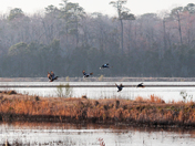 Alligator River National River Refuge