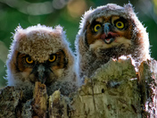 Great horned owlets