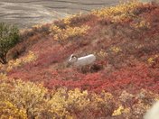 Denali National Park