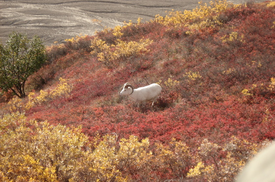 Denali National Park