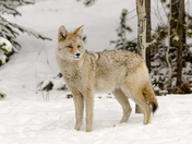Snow Nose Coyote