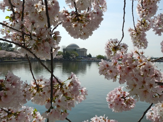 Tidal Basin