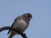 junco on blue