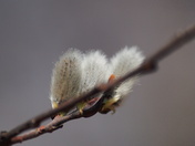 pussy willows
