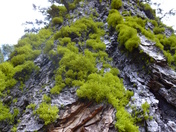 San Bernardino National Forest