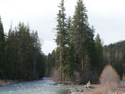 Wenatchee National Forrest