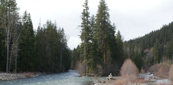 Wenatchee National Forrest