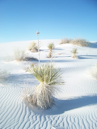 White Sands National Monument