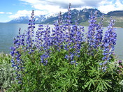 Grand Teton National Park