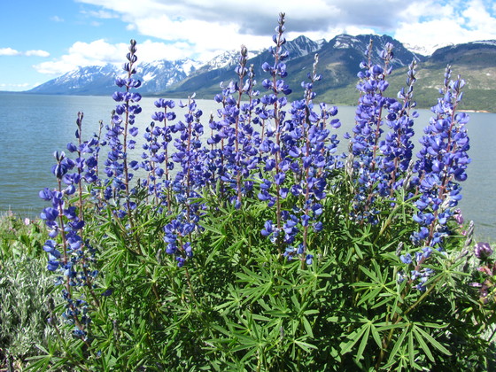 Grand Teton National Park