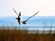 Snowy meets Short Earred 