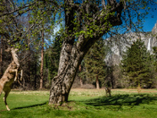 Yosemite National Park