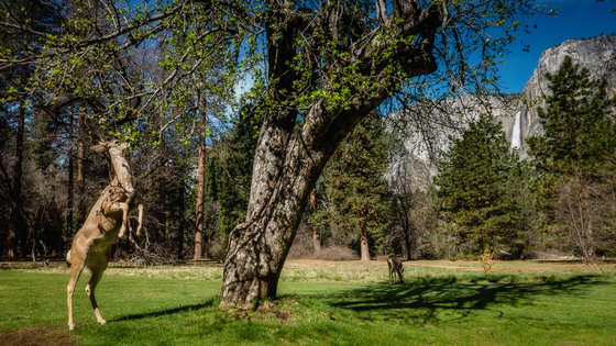 Yosemite National Park