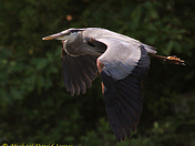 Great Blue Flying True