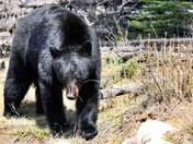 Bear in Jasper National Park
