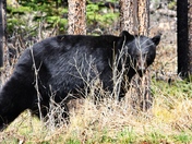 Black Bear