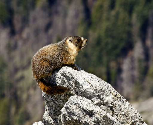Sequoia National Park