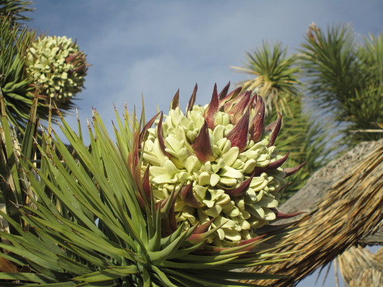 Grapevine Mesa Joshua tree Forest