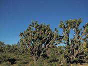 Grapevine Mesa Joshua tree Forest