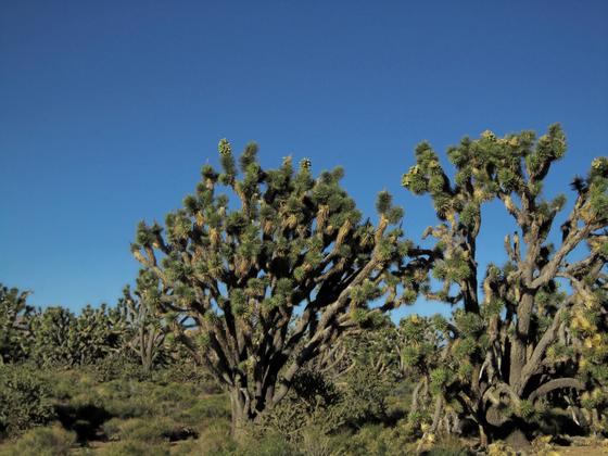 Grapevine Mesa Joshua tree Forest
