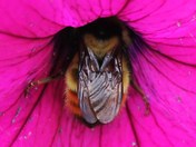 furry little creatures