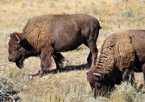 Grand Teton National Park