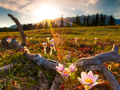 Bow Valley Spring