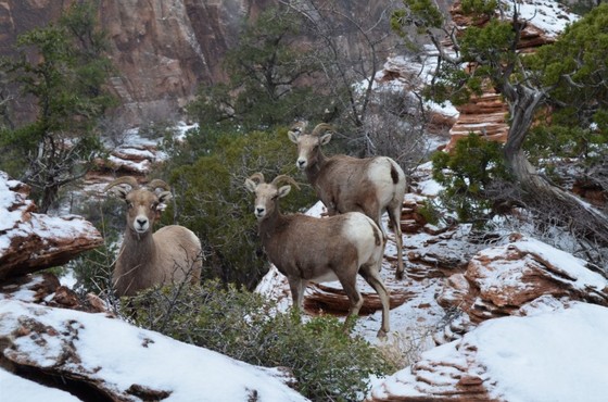 Zion National Park