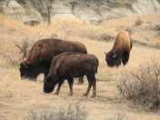 Theodore Roosevelt National Park