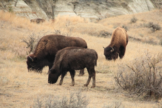 Theodore Roosevelt National Park