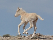 Pryor Mountain Wild Horse Management Area