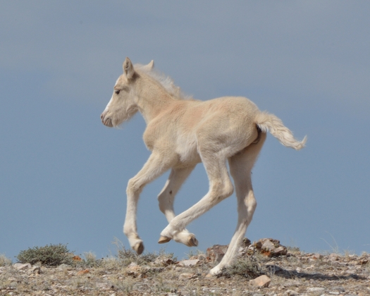 Pryor Mountain Wild Horse Management Area