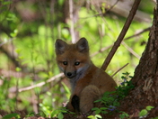 petit renard roux