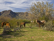 Salt River Recreation area/ Tonto National Forest