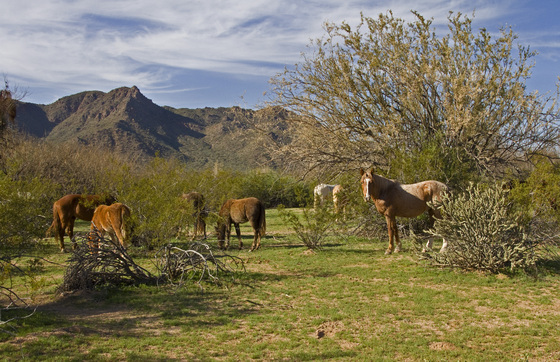 Salt River Recreation area/ Tonto National Forest