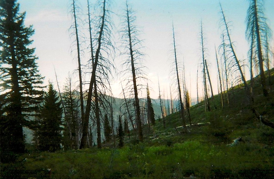 Boise National Forest