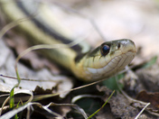 Common Gartersnake