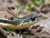 Common Gartersnake Thamnophis sirtalis