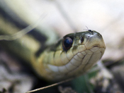 Common Gartersnake Thamnophis sirtalis
