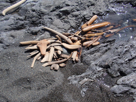 Olympic National Park