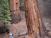 Sequioa National Park