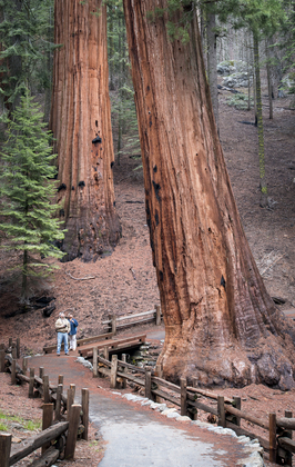 Sequioa National Park