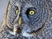Great Grey Owl
