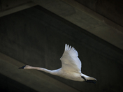 A swan fly by!